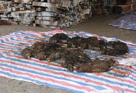 Tiêu hủy 10 cá thể báo gấm, beo lửa    - 1