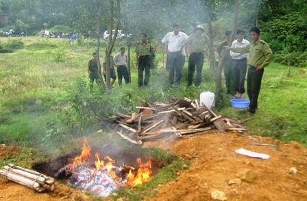 Tiêu hủy 10 cá thể báo gấm, beo lửa    - 3