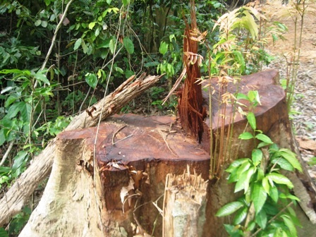 Chuyển đổi hay phá rừng?    - 5