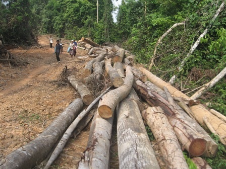 Chuyển đổi hay phá rừng?    - 1