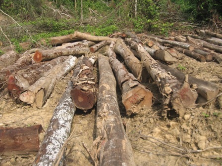 Chuyển đổi hay phá rừng?    - 10