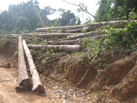 Chuyển đổi hay phá rừng?    - 9