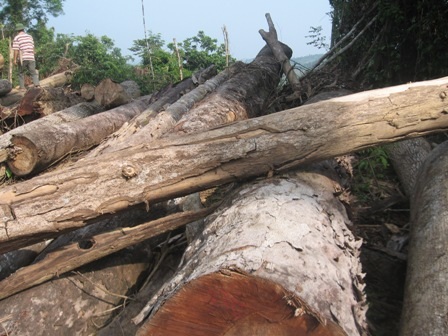 Chuyển đổi hay phá rừng?    - 6