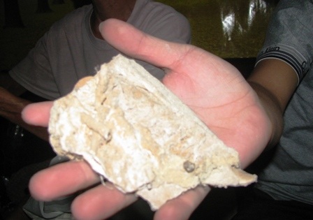 “Hét giá” 1,5 triệu “đô” cho cây gần hóa thạch - 4 “Hét giá” 1,5 triệu “đô” cho cây gần hóa thạch - 4