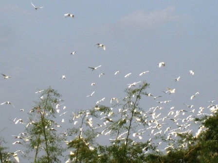 Thanh Hóa: Về thăm "Đảo cò" Tiến Nông - 4 Thanh Hóa: Về thăm "Đảo cò" Tiến Nông - 4