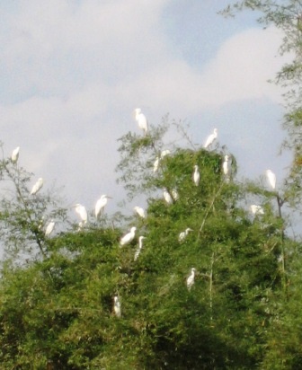 Thanh Hóa: Về thăm "Đảo cò" Tiến Nông - 5 Thanh Hóa: Về thăm "Đảo cò" Tiến Nông - 5