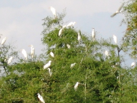 Thanh Hóa: Về thăm "Đảo cò" Tiến Nông - 6 Thanh Hóa: Về thăm "Đảo cò" Tiến Nông - 6