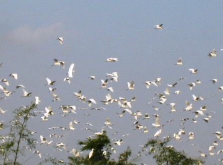 Thanh Hóa: Về thăm "Đảo cò" Tiến Nông - 7 Thanh Hóa: Về thăm "Đảo cò" Tiến Nông - 7