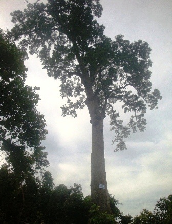 Chuyện về một cây lim xanh nghìn năm tuổi... - 5