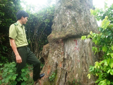 Chuyện về một cây lim xanh nghìn năm tuổi... - 4