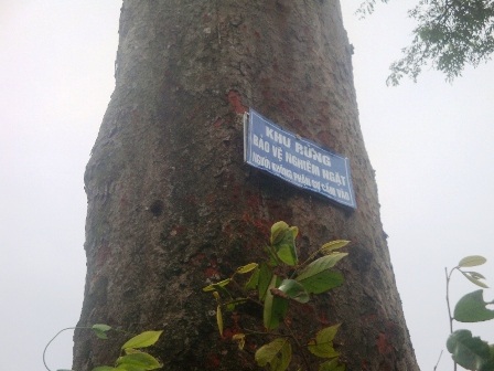 Chuyện về một cây lim xanh nghìn năm tuổi... - 3