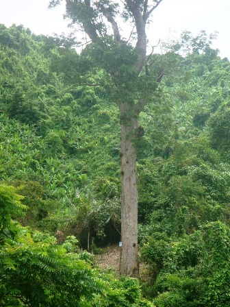 Chuyện về một cây lim xanh nghìn năm tuổi... - 1