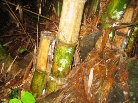 Một ngôi mộ nghi là mộ cổ có nguy cơ bị xóa sổ - 10