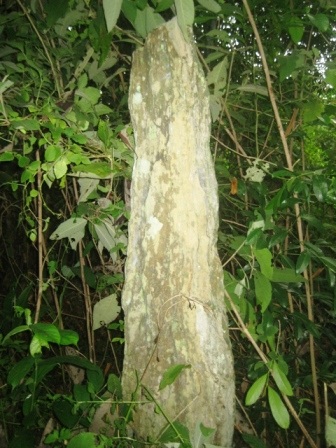 Một ngôi mộ nghi là mộ cổ có nguy cơ bị xóa sổ - 1