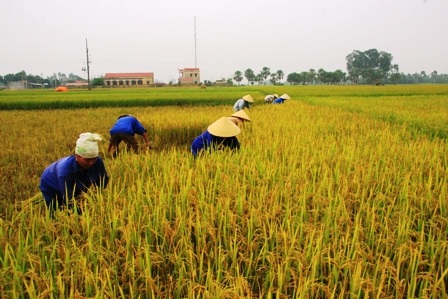 Cho học sinh nghỉ học giúp gia đình gặt lúa chạy bão    - 1