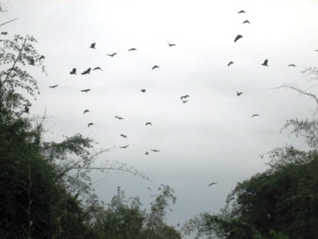 Thanh Hóa: Về thăm "Đảo cò" Tiến Nông  - 8