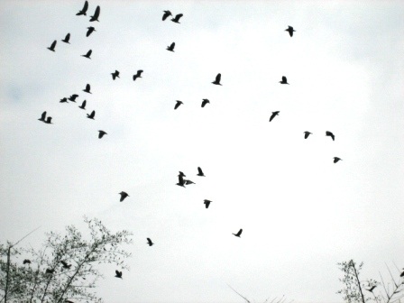 Thanh Hóa: Về thăm "Đảo cò" Tiến Nông  - 9