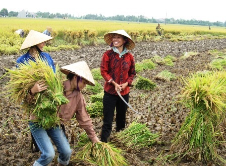 Cho học sinh nghỉ học giúp gia đình gặt lúa chạy bão    - 2