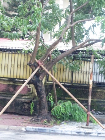 Lợi dụng mưa gió, "sưa tặc" lộng hành - 2 Lợi dụng mưa gió, "sưa tặc" lộng hành - 2