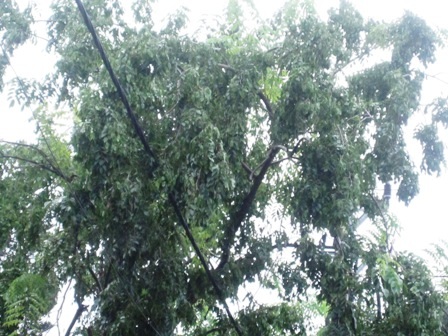 Lợi dụng mưa gió, "sưa tặc" lộng hành - 3 Lợi dụng mưa gió, "sưa tặc" lộng hành - 3