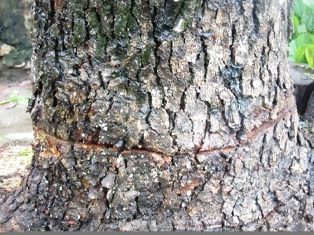 Lợi dụng mưa gió, "sưa tặc" lộng hành - 1 Lợi dụng mưa gió, "sưa tặc" lộng hành - 1