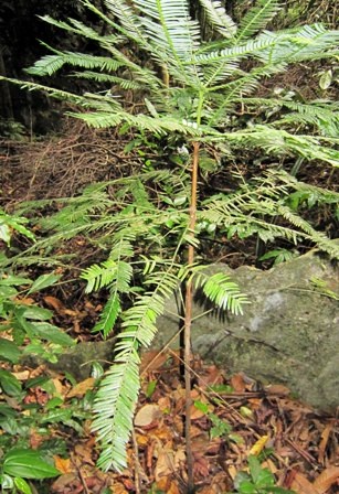 Phát hiện gần 500ha cây quý hiếm có nguy cơ tuyệt chủng   - 2