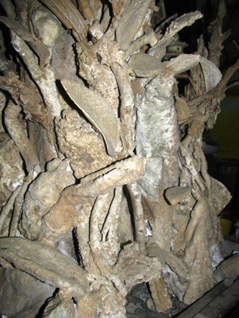 “Hét giá” 1,5 triệu “đô” cho cây gần hóa thạch - 2 “Hét giá” 1,5 triệu “đô” cho cây gần hóa thạch - 2