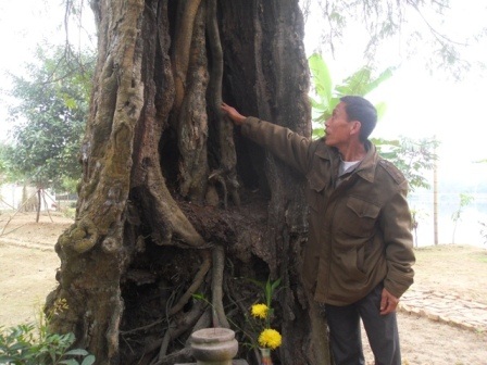 Kỳ bí 2 cây cổ thụ tương truyền gần 800 năm tuổi