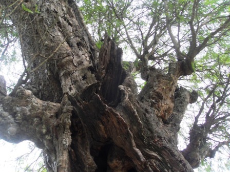 Kỳ bí 2 cây cổ thụ tương truyền gần 800 năm tuổi