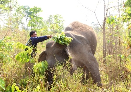 Độc đáo ngày hội Voi Buôn Đôn   