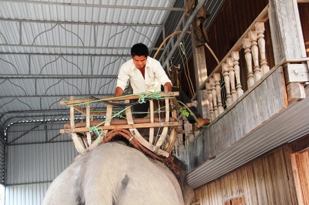 Độc đáo ngày hội Voi Buôn Đôn   