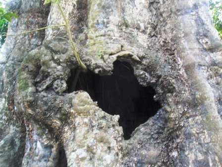 Kỳ bí 2 cây cổ thụ tương truyền gần 800 năm tuổi