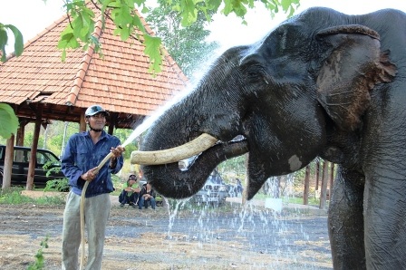 Độc đáo ngày hội Voi Buôn Đôn   