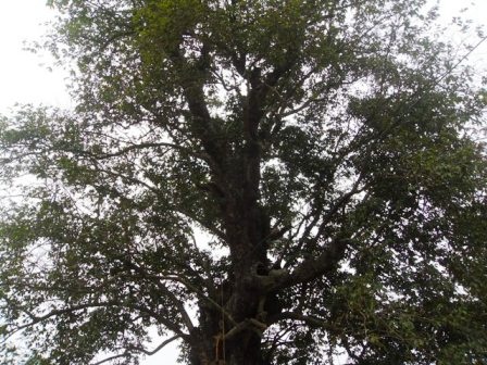 Kỳ bí 2 cây cổ thụ tương truyền gần 800 năm tuổi