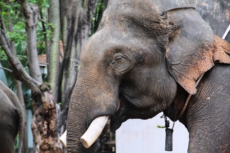 Độc đáo ngày hội Voi Buôn Đôn   