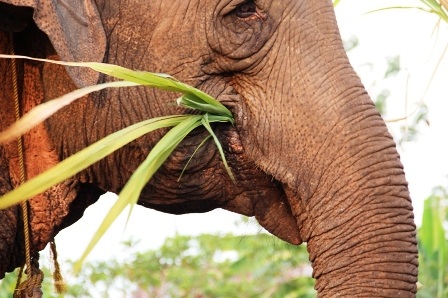 Độc đáo ngày hội Voi Buôn Đôn   