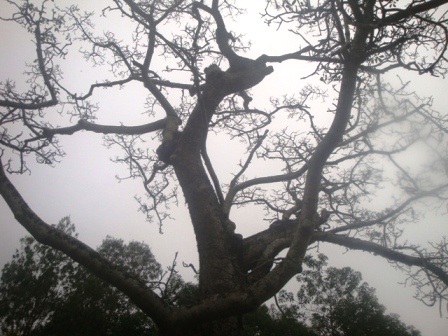 Chuyện về cây gạo 200 năm tuổi được vinh danh Cây Di sản