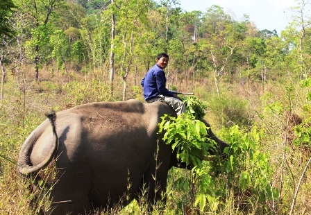 Độc đáo ngày hội Voi Buôn Đôn   