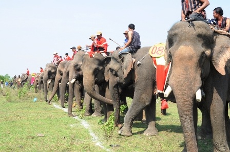 Nô nức đi xem voi... đá bóng