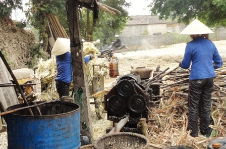 Làng mật mía vào vụ Tết - 1
