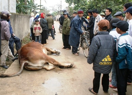 Dây điện rơi xuống đường, một người thoát chết   - 3