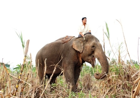 Độc đáo ngày hội Voi Buôn Đôn   
