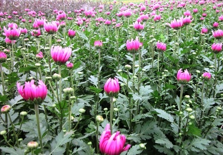 Phù Vân: Ngàn hoa khoe sắc - 8