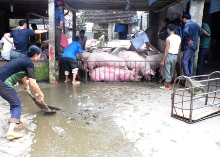 Ô nhiễm môi trường ở khu chợ lợn lớn nhất miền Bắc    - 1