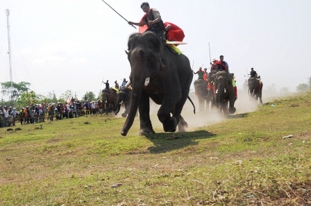 Nô nức đi xem voi... đá bóng