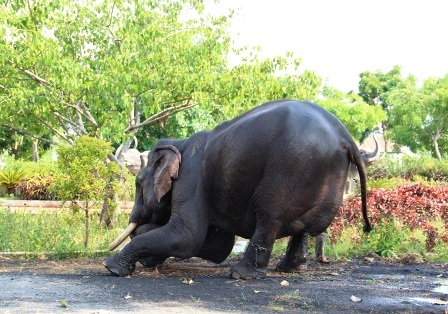 Độc đáo ngày hội Voi Buôn Đôn   