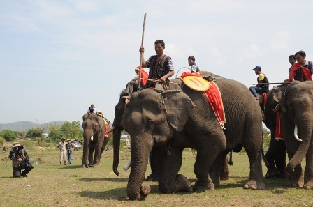 Nô nức đi xem voi... đá bóng
