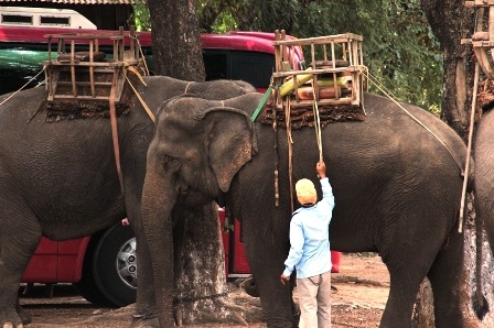 Độc đáo ngày hội Voi Buôn Đôn   