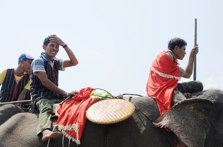 Nô nức đi xem voi... đá bóng