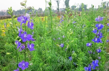 Phù Vân: Ngàn hoa khoe sắc - 16